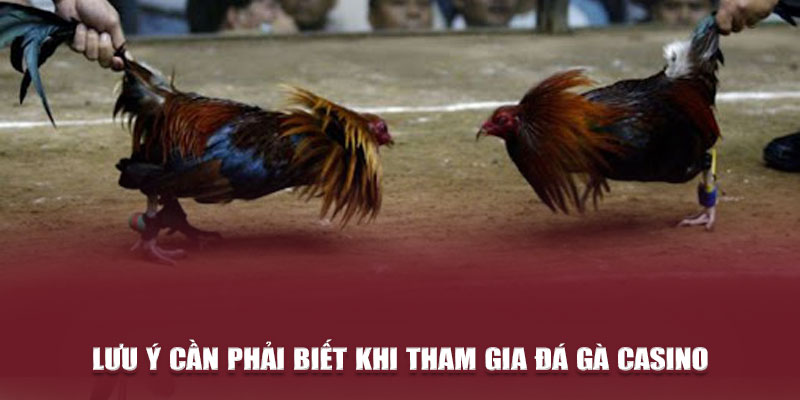 Lưu ý cần phải biết khi tham gia đá gà casino