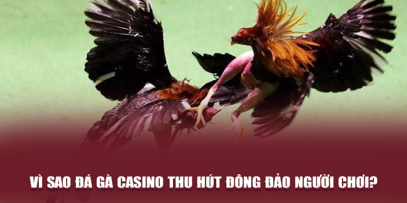 Vì sao đá gà casino thu hút đông đảo người chơi?