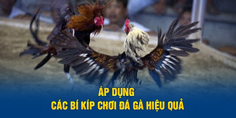 Áp dụng các bí kíp chơi đá gà hiệu quả