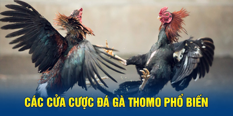 Các cửa cược đá gà Thomo 99OK phổ biến