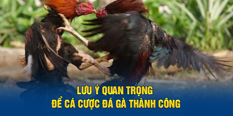 Lưu ý quan trọng để cá cược đá gà thành công