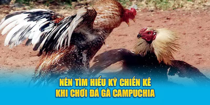 Nên tìm hiểu kỹ chiến kê khi chơi đá gà Campuchia