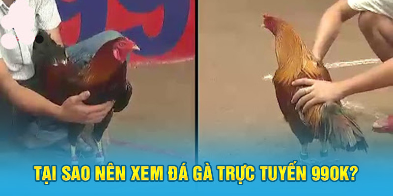 Tại sao nên xem đá gà trực tiếp 99ok?